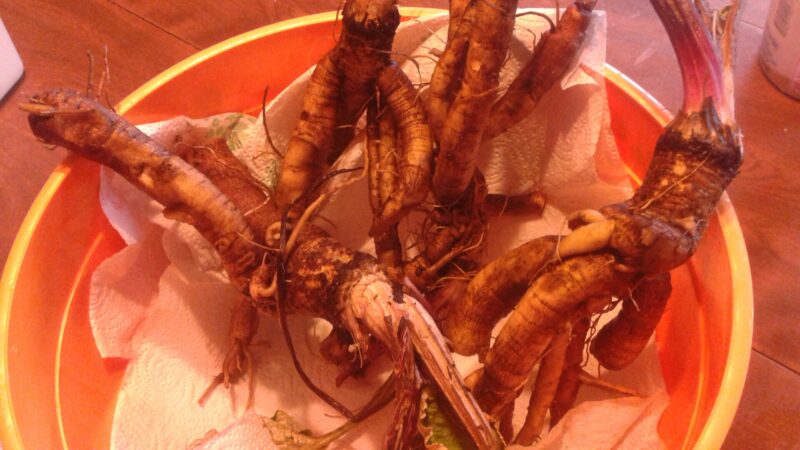 Medicinal Benefits of Gobo Burdock